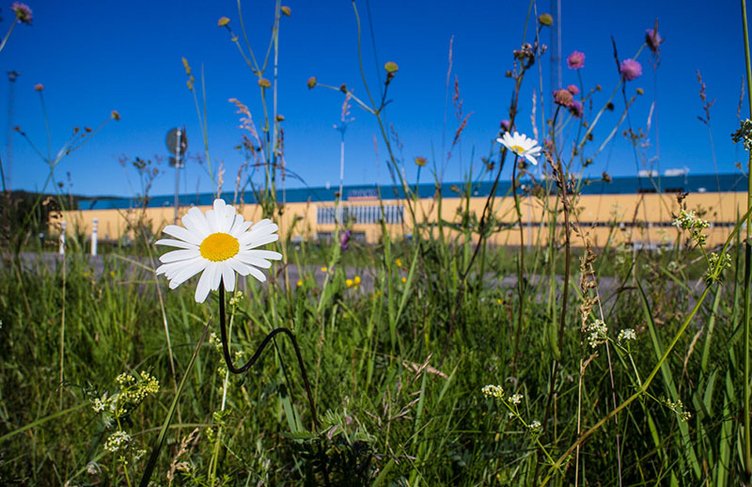 decorative image: environment
